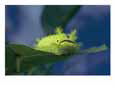 Close-up of a caterpillar eating a leaf