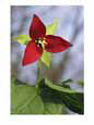 A trillium flower blooming in the Great Smoky Mountains