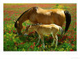 Horse and foal grazing