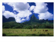 Horses Grazing in Field, Opunohu Valley, Moorea