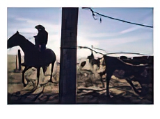A Rancher Works Stock on a Spread Sixty Miles from the Nearest Town