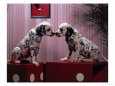 Dalmatian Puppies Posing