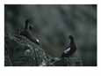 Two pigeon guillemot birds stand on rocks