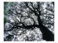 Old Oak Tree Limbs Against the Sky, TX