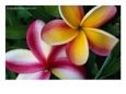 Frangipani Flower Detail., Cook Islands