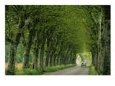 A Car Travels a Two-Lane Road Beneath a Tunnel of Trees Scenic Streets & Roadways