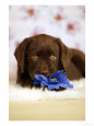 Puppy with flower