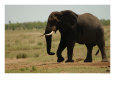 African Elephant, Kruger National Park Animals Elephants