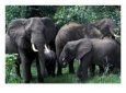 Adult Elephants With Young