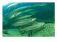 A Group of Atlantic Salmon Swim Close Together