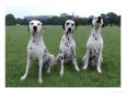 Three Dalmatians
