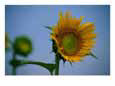 A close view of a blossoming sunflower.