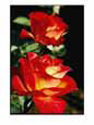 Close View of a Rose