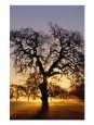 Old Tree With Curving Branches