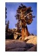 Looking Up At Bristlecone Pine Tree, Yosemite NP, U.S.A.