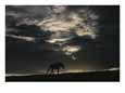 A wild horse is silhouetted under ominous storm clouds