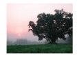 Foggy Sunrise and Oak Tree