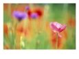 Blooming Flowers