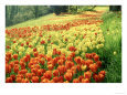 Tulips in Spring, Germany