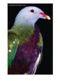 Wompoo Fruit Dove (Ptilinopus Magnificus)., Iron Range NP, Queensland, Australia