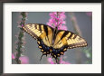 Tiger Swallowtail Butterfly Perched on a Flower