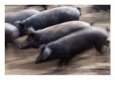 Black Iberico Pigs, Andalucia, Spain