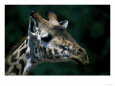 Head of Giraffe