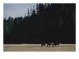 Three horses grazing in a grassland clearing