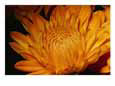 Close view of golden marigold sprinkled with pollen