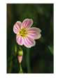 A spring beauty flower blooming in the Great Smoky Mountains