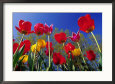 Poppies