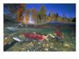 A Female Sockeye Salmon Followed by a Male as They Migrate Down the River