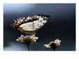A close view of a map-wing butterfly on a flower