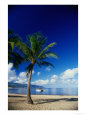 Beach and Palm Tree, Maui, Hawaii