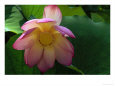 Lotus flower, Echo Park Lake, Los Angeles, CA