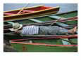 Tour boat guide naps in rowboats on Li River, Guilin, Guangxi, China