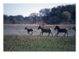 Four Zebras Running, Foal in Front