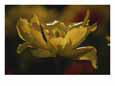 A yellow tulip flower is spread wide open in morning light