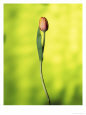 A Single Tulip