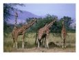 Five Giraffes