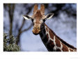 Reticulated Giraffe, Kenya Animals Elephants