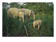 A juvenile Asian elephant with two adults in tall grasses