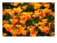 Californian Poppies, USA