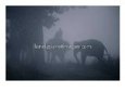 Elephants in Morning Mist Near Sauraha, Royal Chitwan National Park, Narayani, Nepal