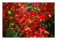 Poinciana Tree Blossoms, Bermuda