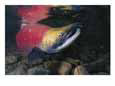 A Red Salmon Fish