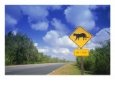 Road Sign Of Animal Crossing, FL