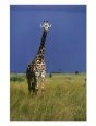 Giraffe in Grassland Savannah Landscape