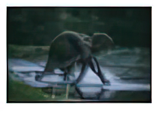 A charging female elephant