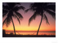 Silhouette of Trees at the Beach at Sunset, FL